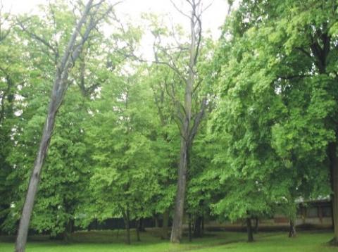 04 Gejzov park v lete