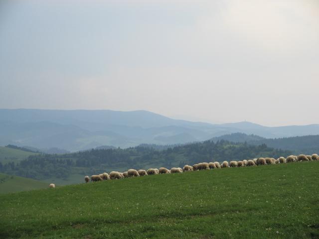 13 Idilka 