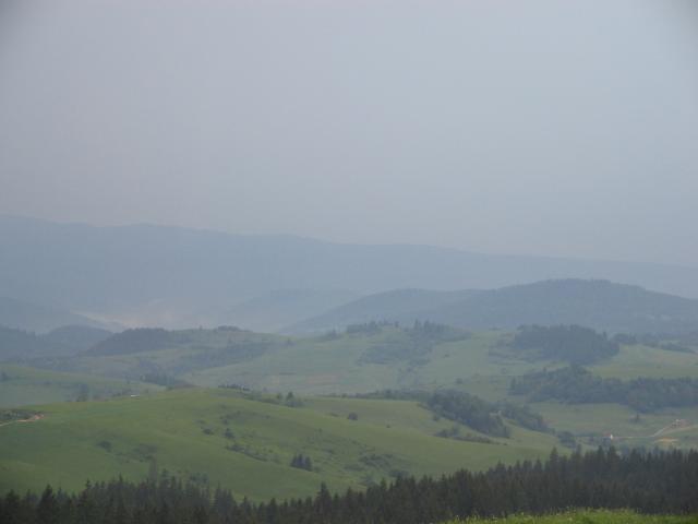 16 Orava