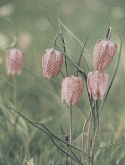 07 Korunka strakatá 