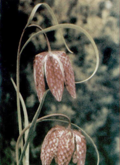 08 Korunka strakatá 