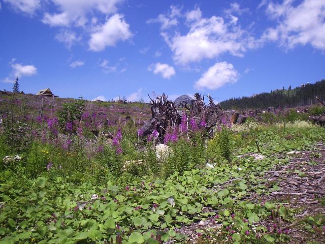 22 Krása pod Tatranskou magistrálou