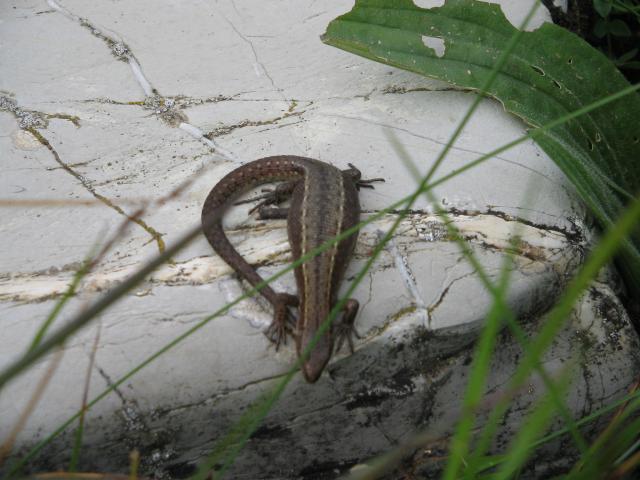 053 Jašterica