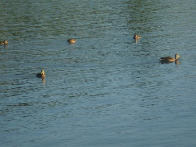 19 Kačky na vodnej nádrži