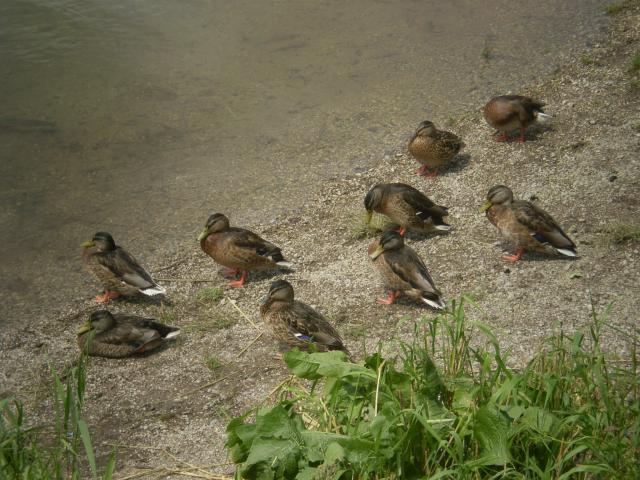 32 Kačky pri vodnej nádrži