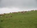 Horná Mičiná - 11