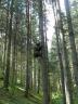 b32 Medveď na strome